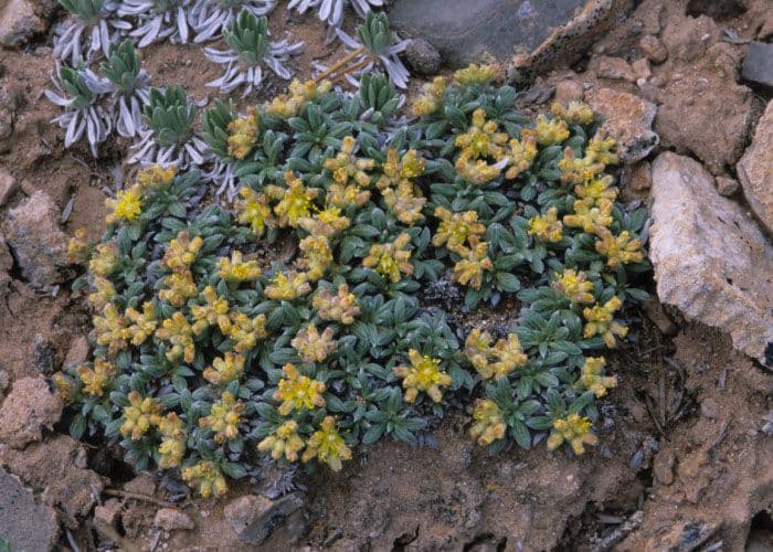 Eriogonum lachnogynum 2