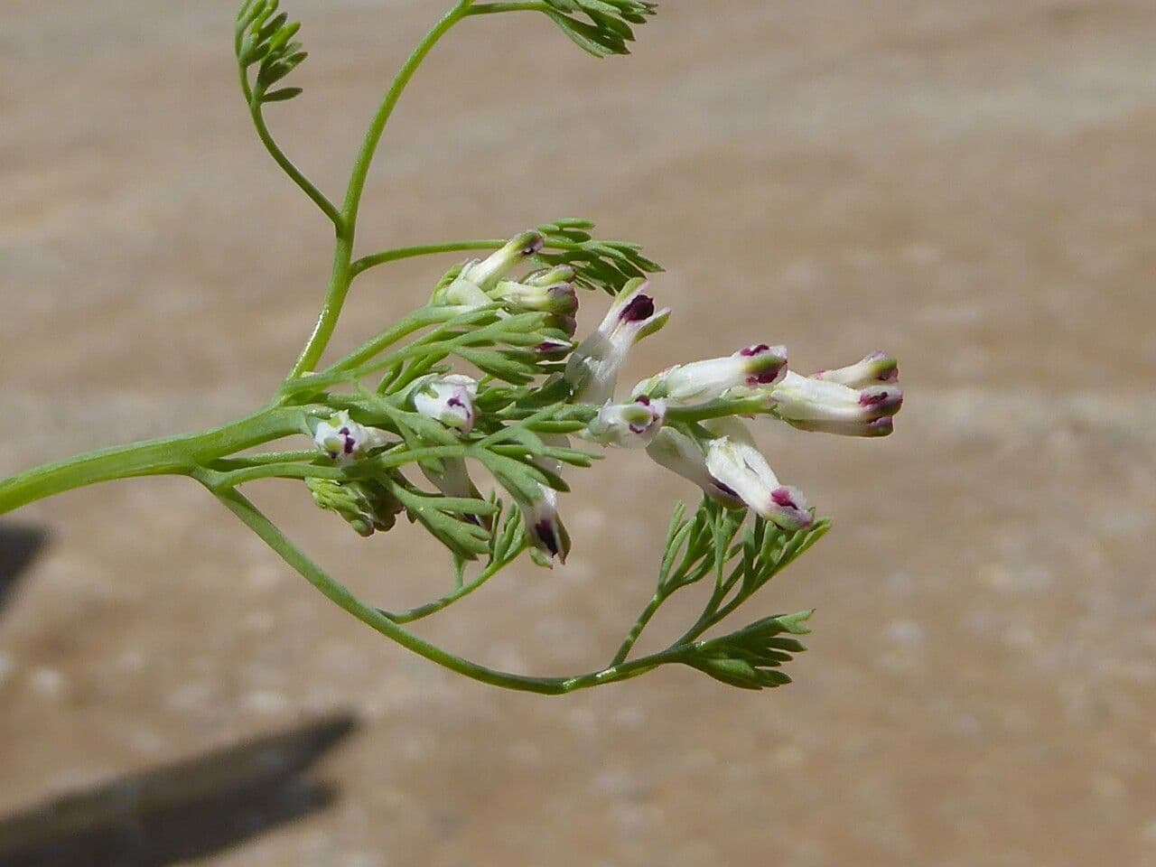 Kleinblütiges Erdrauch 22