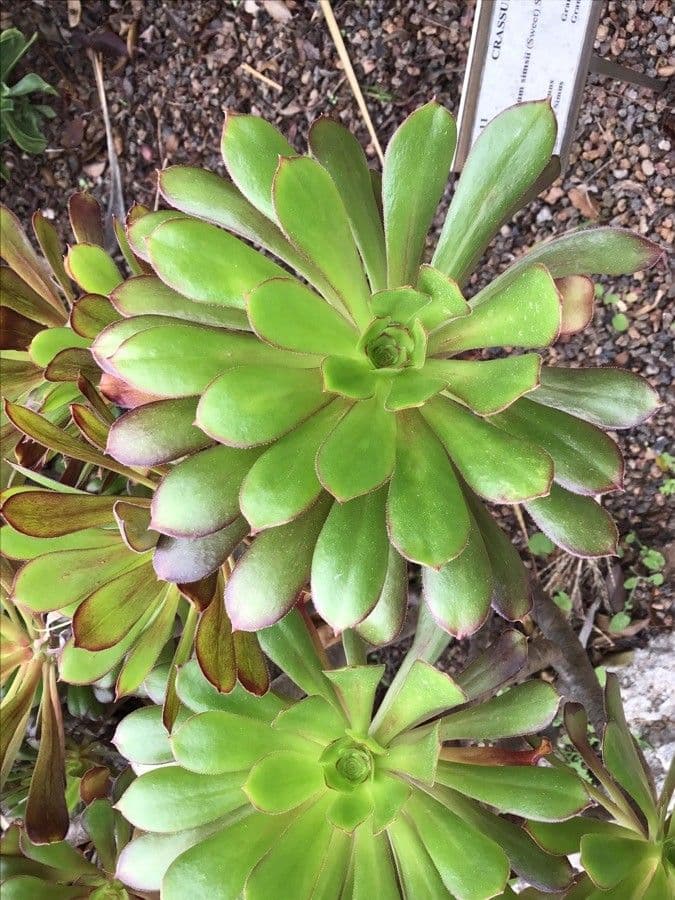Aeonium simsii 15