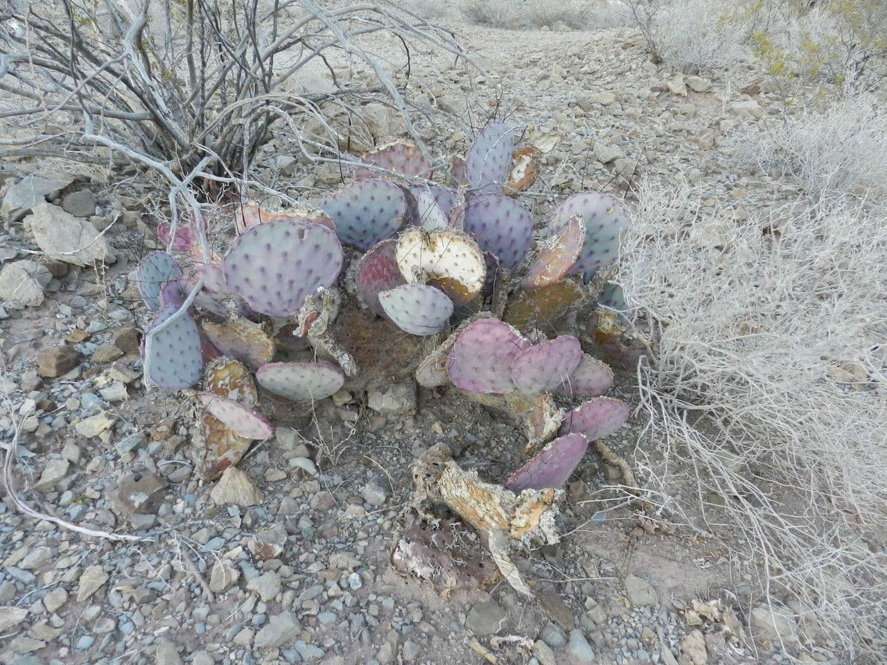 Opuntia macrocentra 14
