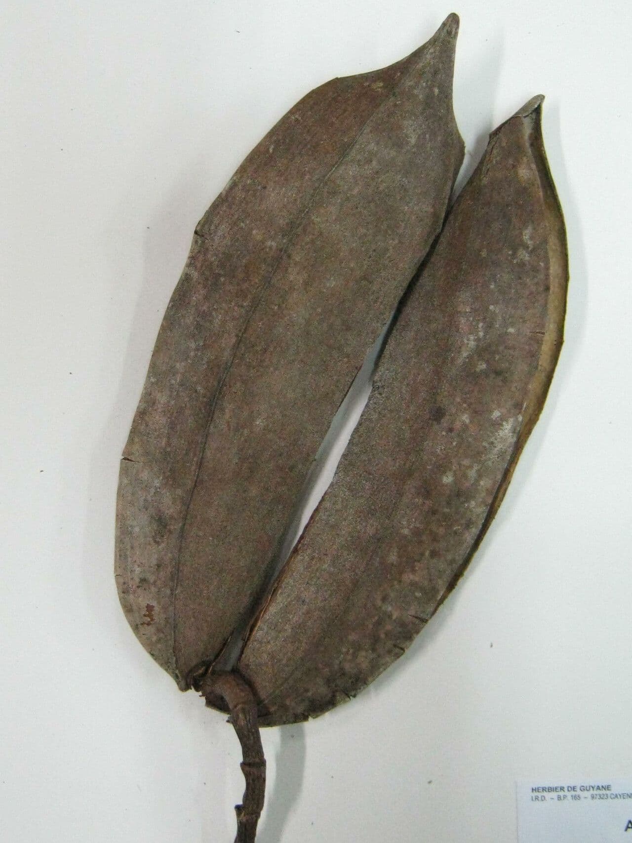 Himatanthus 13