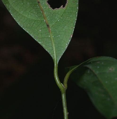 Ocotea cernua 16