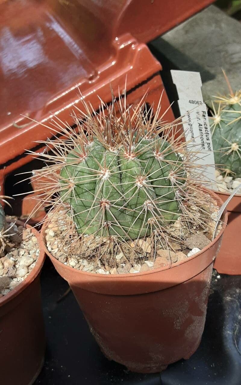 Melocactus 2