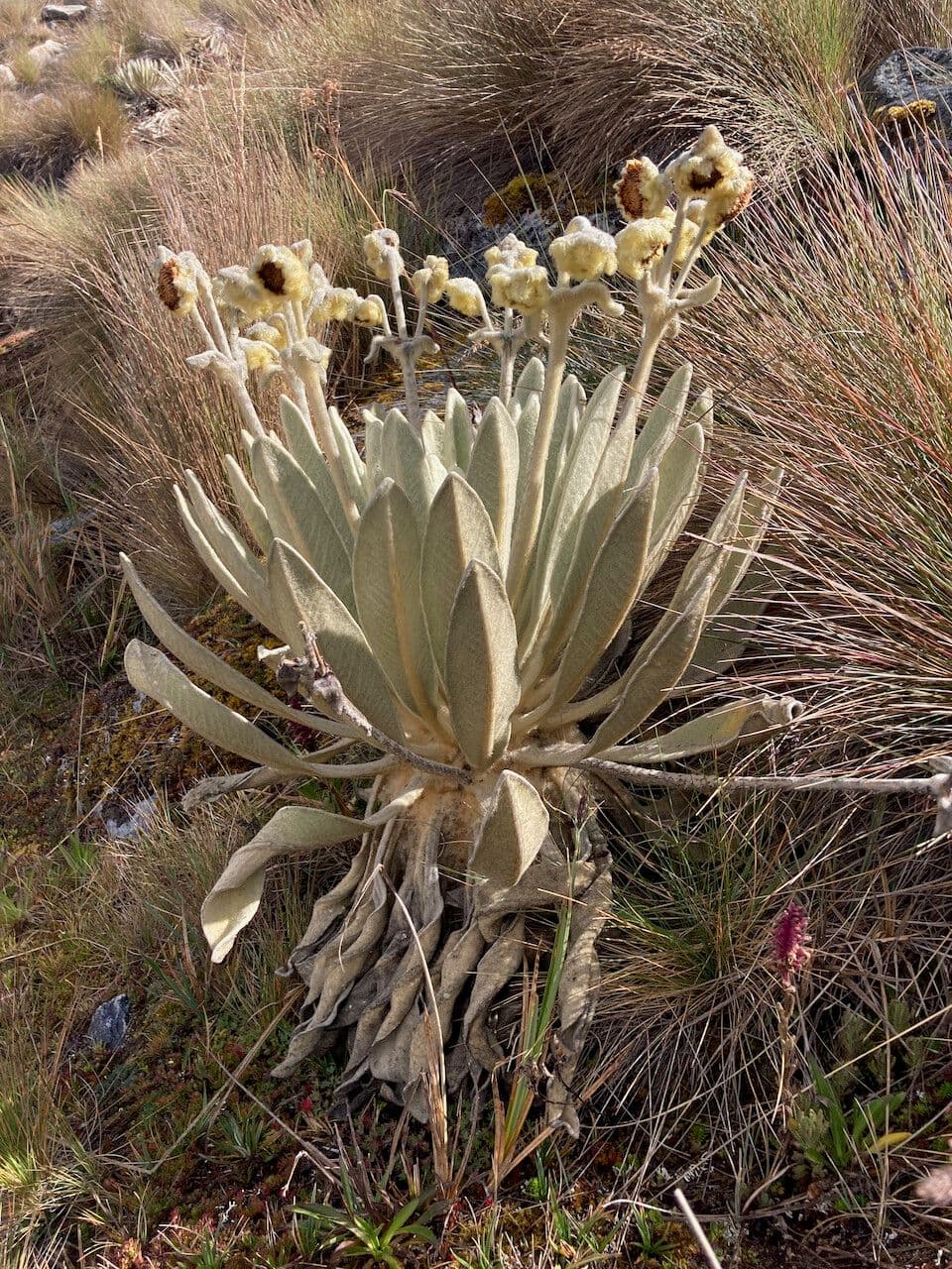 Espeletia 11