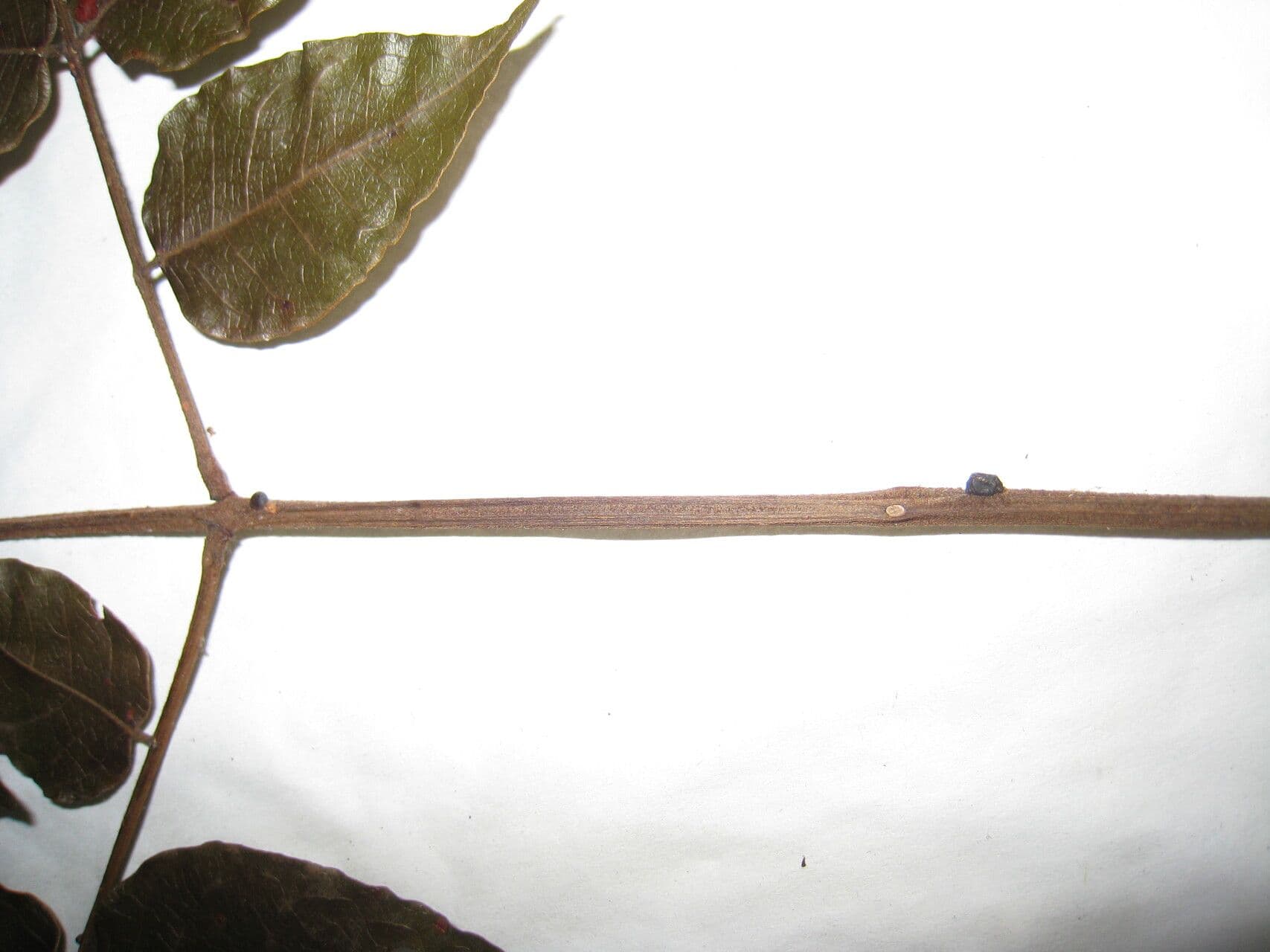 Stryphnodendron polistachico