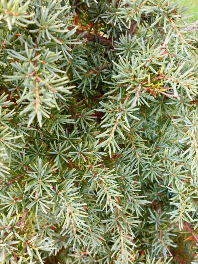 Tsuga di Mertens 15