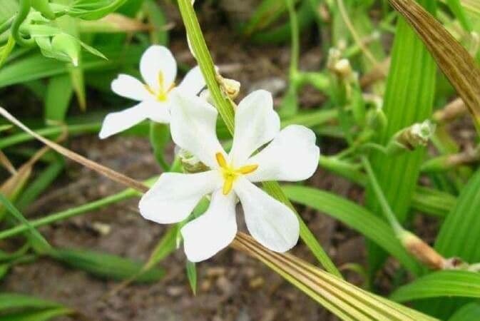 Cipura campanulata 5