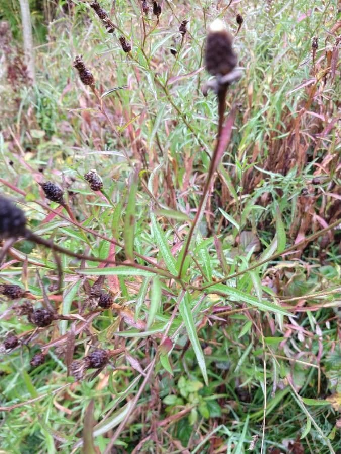 Serratula comune 2