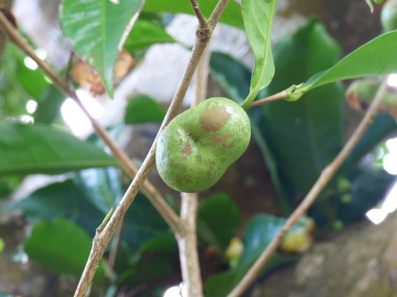 Tè cinese 5
