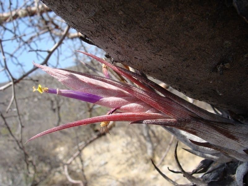 Tillandsia 2