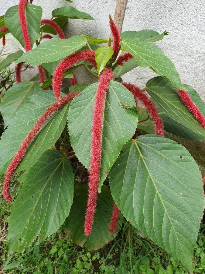 Acalypha a spiga grande 10