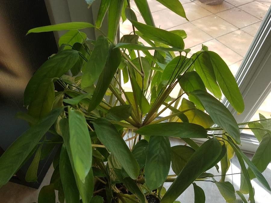 Maranta 2