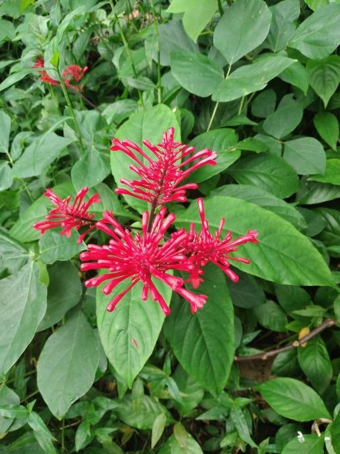 Odontonema tubaeforme 7