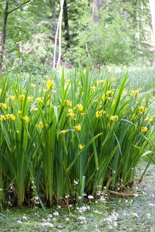 Sumpf-Schwertlilie 11