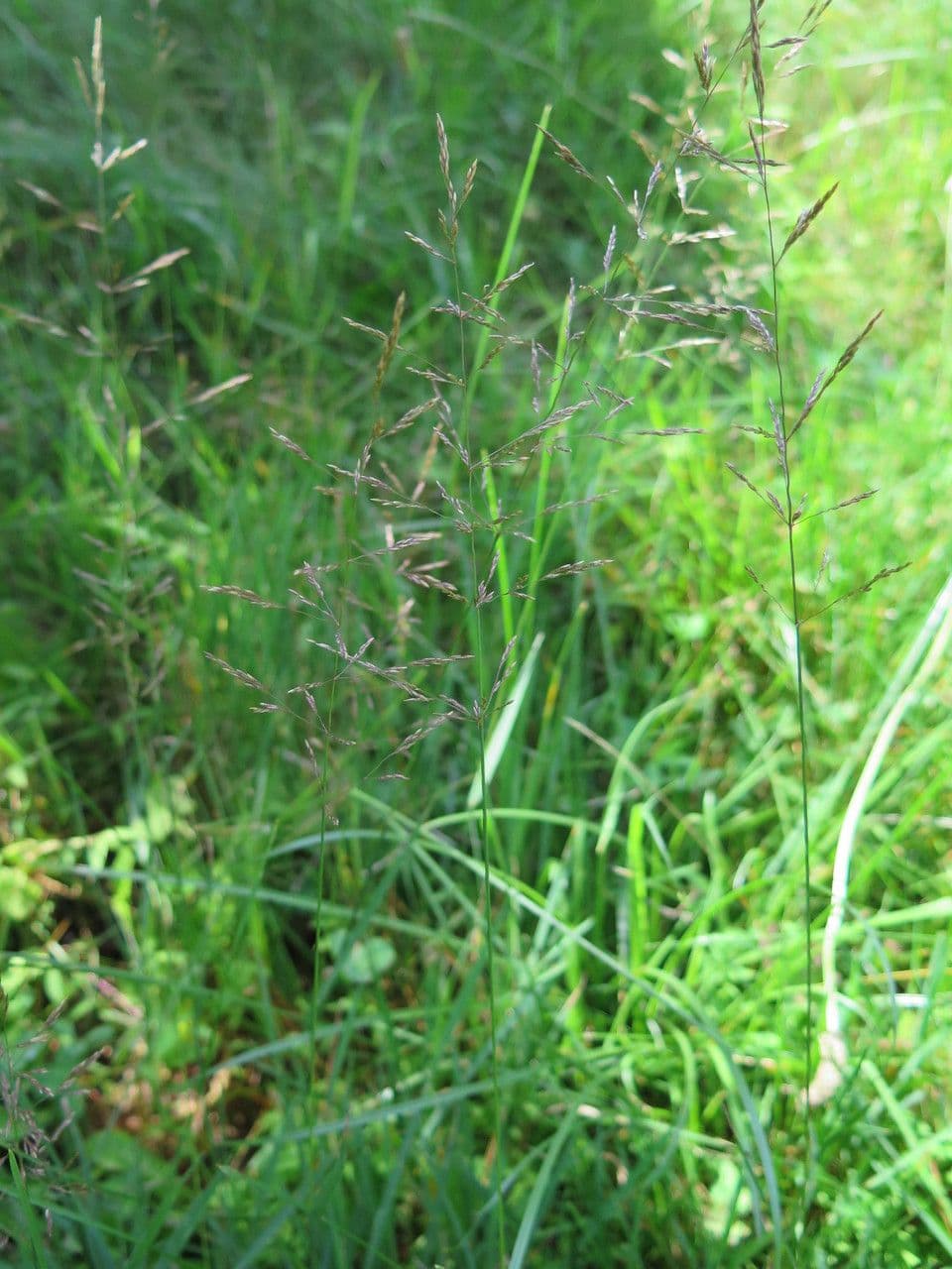 Tridens flavus 13