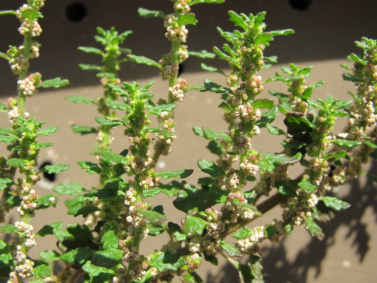 Chenopodio nano 9