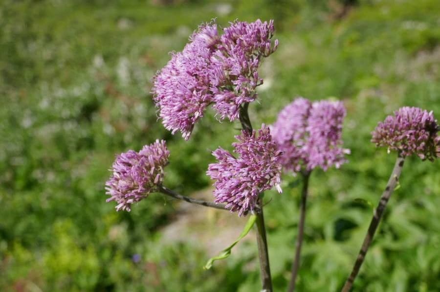 Grauer Alpendost 9