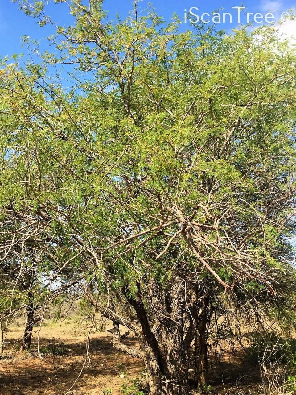 Albizia 8