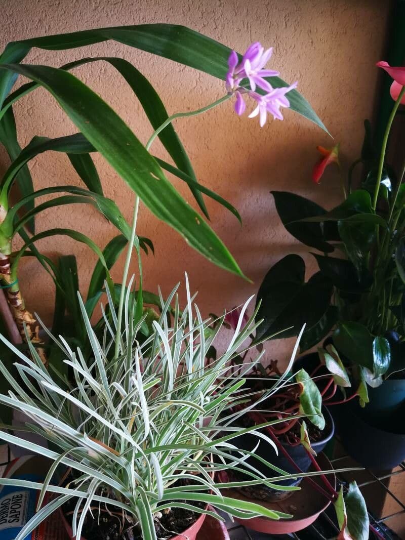 Tulbaghia 23