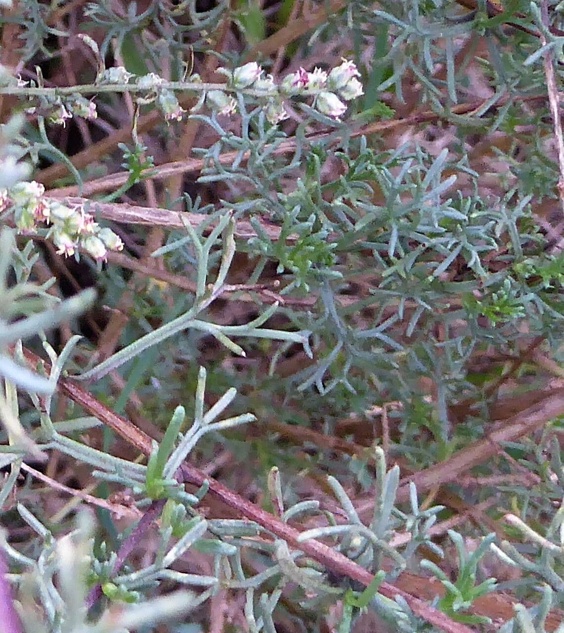 Field sagewort 13