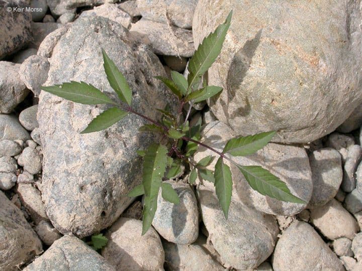 Bidens bipinnata 13