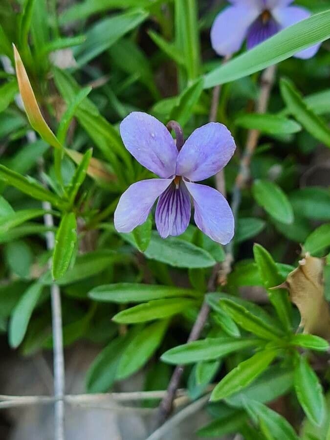 Violette arborescente 10