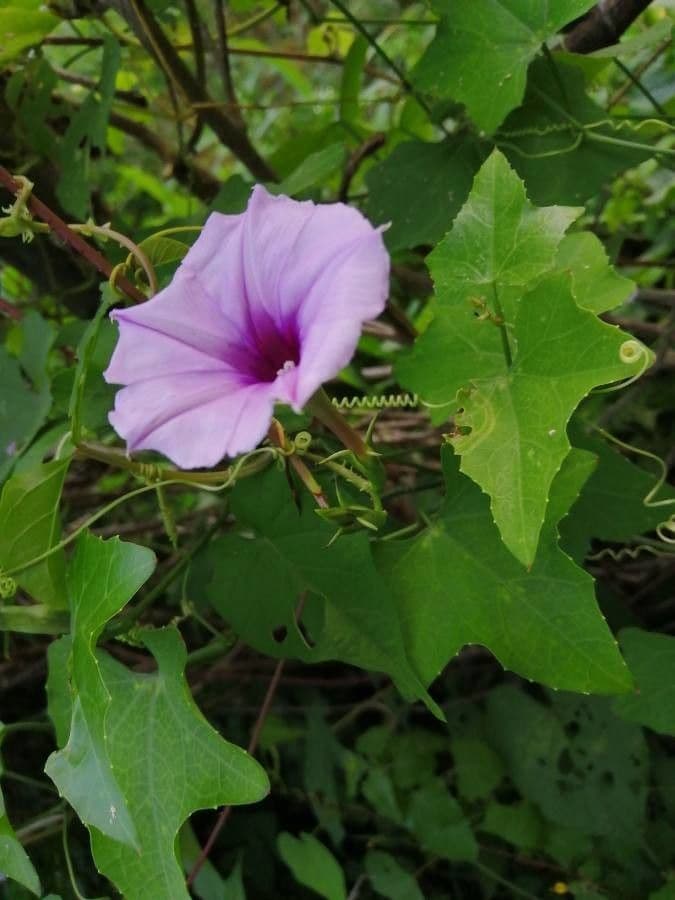 Herzblättrige Prunkwinde 3