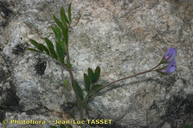 Vesce lenticulaire 8