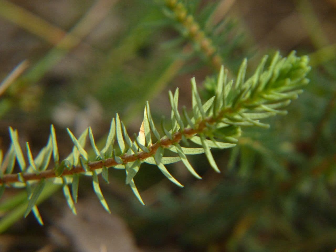 Thymelaea 6