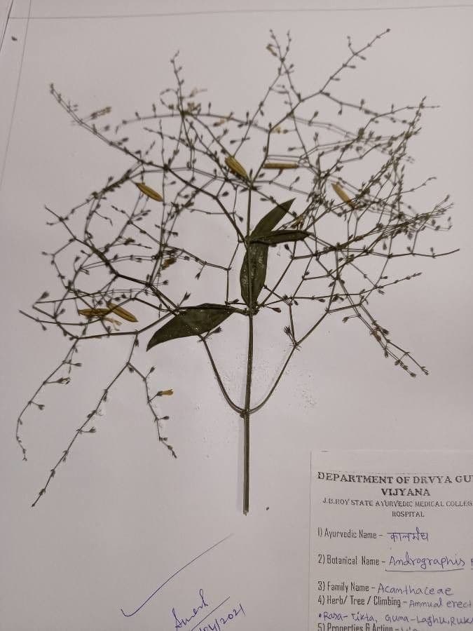 Andrographis paniculata 5