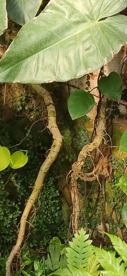 Filodendron Burle-Marxa 11