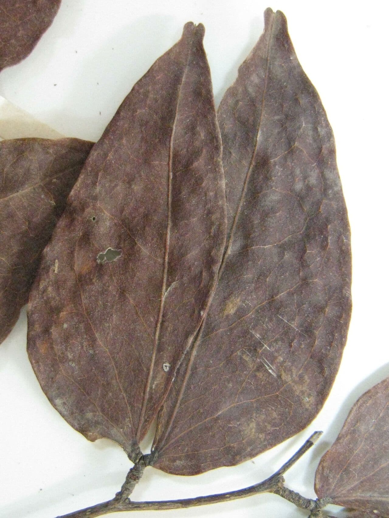 Cynometra 5