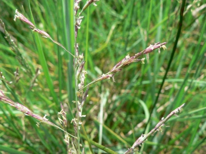 Andelgras 19