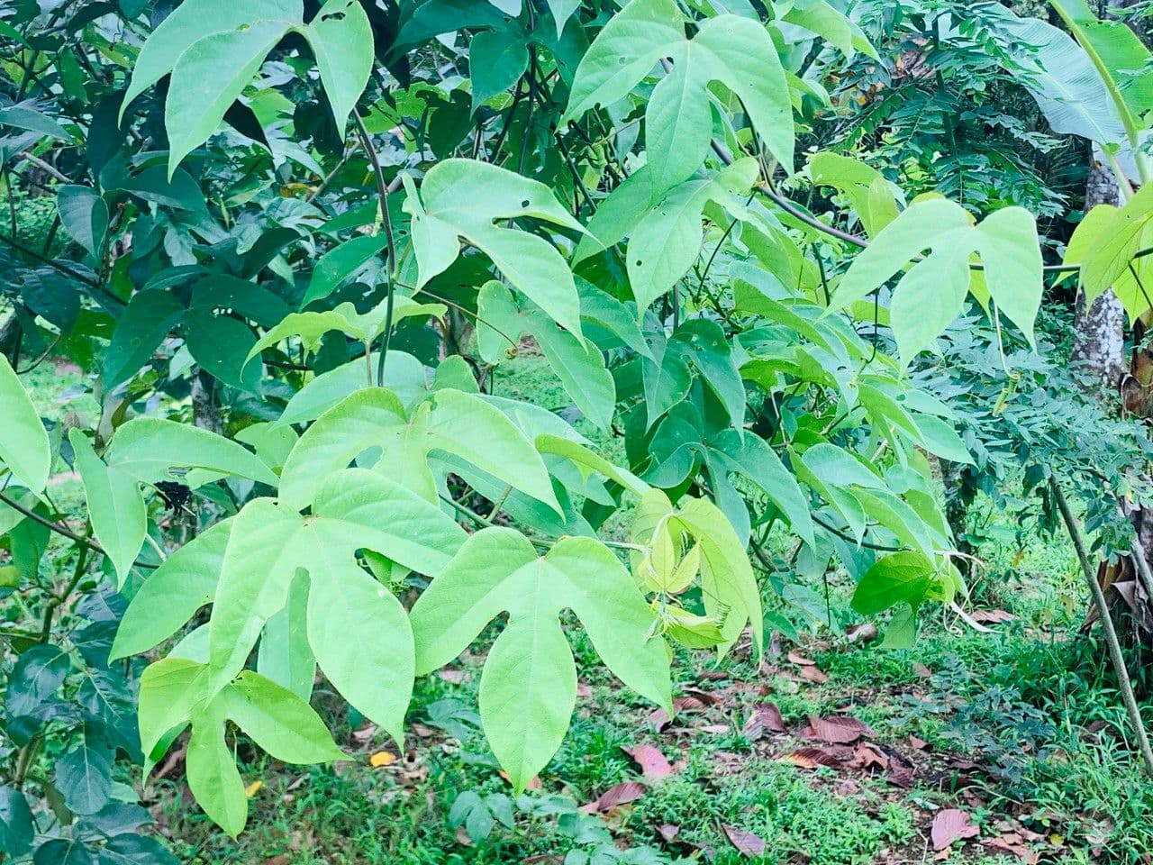 Passiflora 13