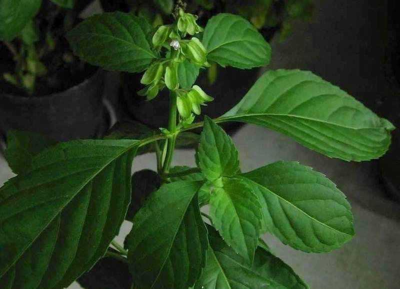 Basilico minore 13