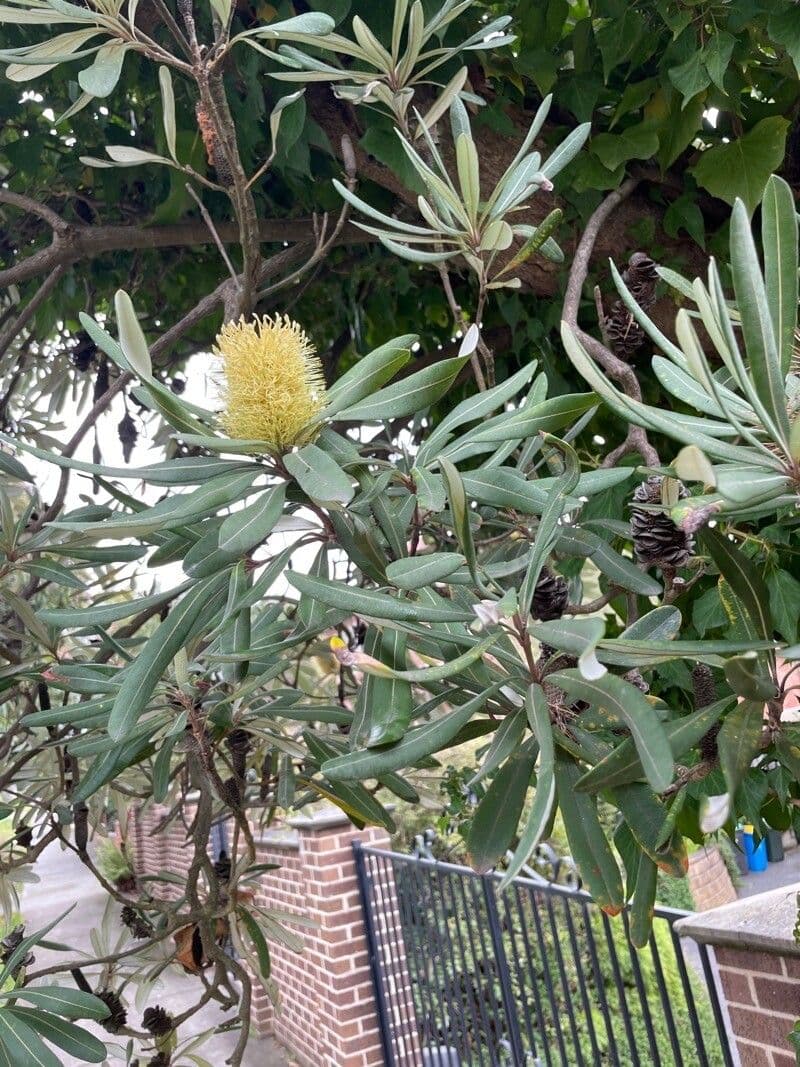 Banksia integrifolia 18