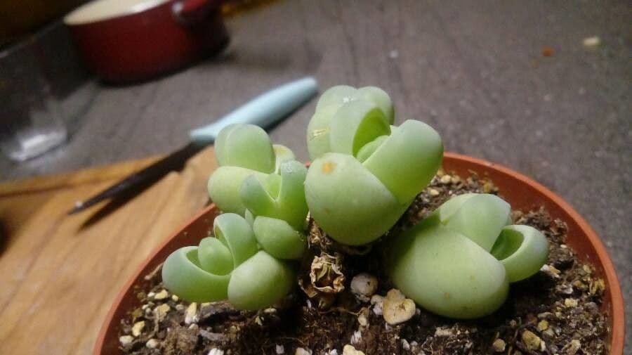 Gibbaeum