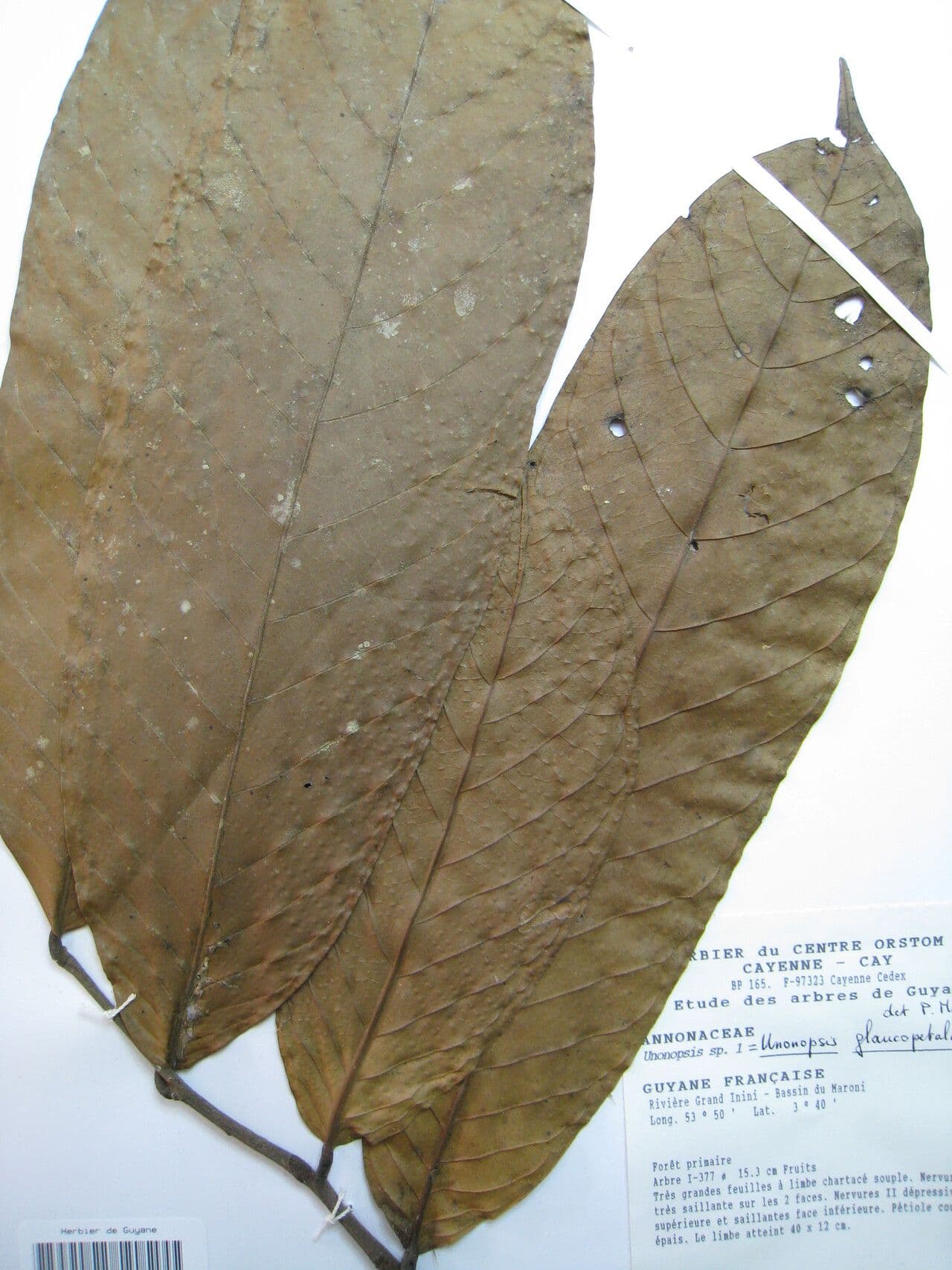 Unonopsis 5