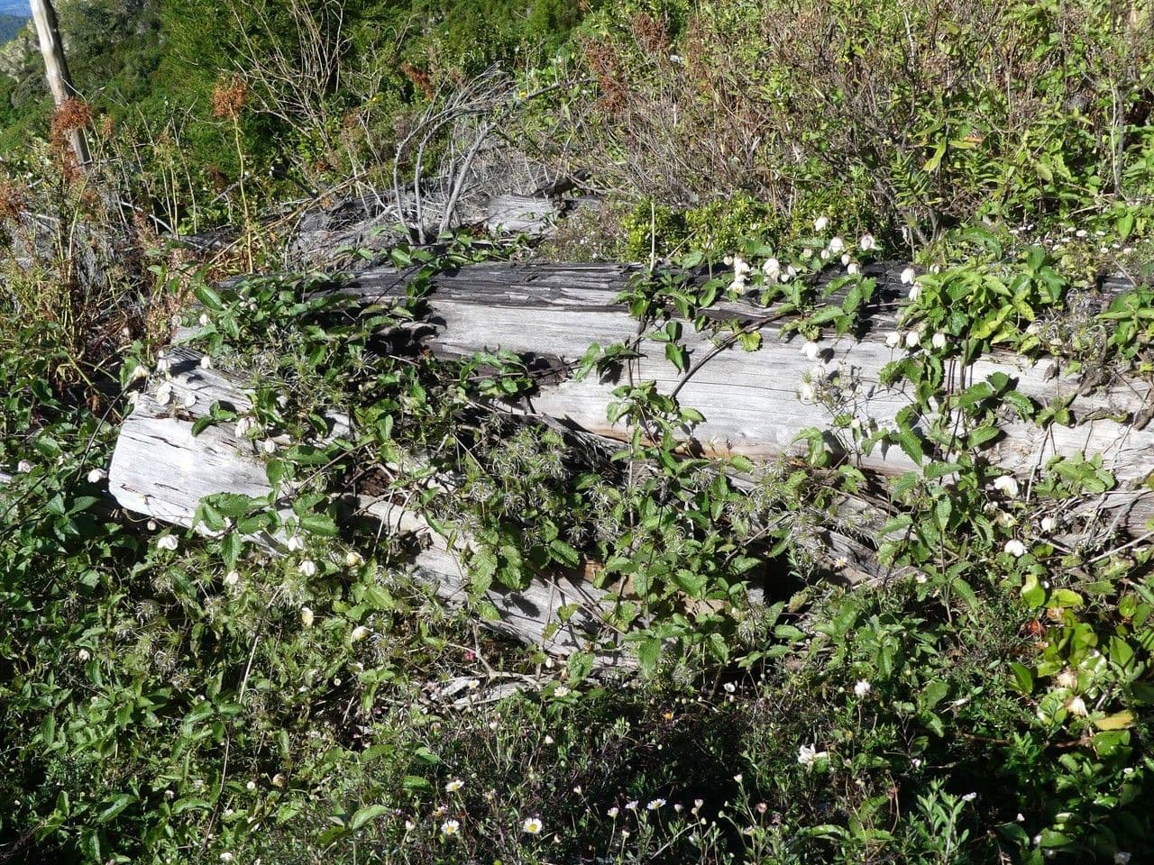 Clematide di Mauritius 12