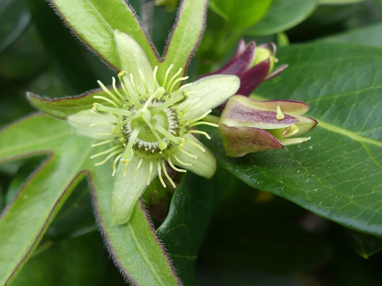 Passiflora suberosa 7