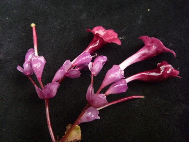 Didymocarpus 4