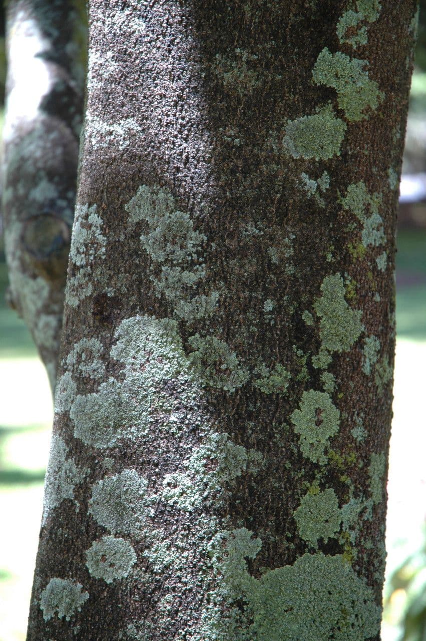 Macadamia 23