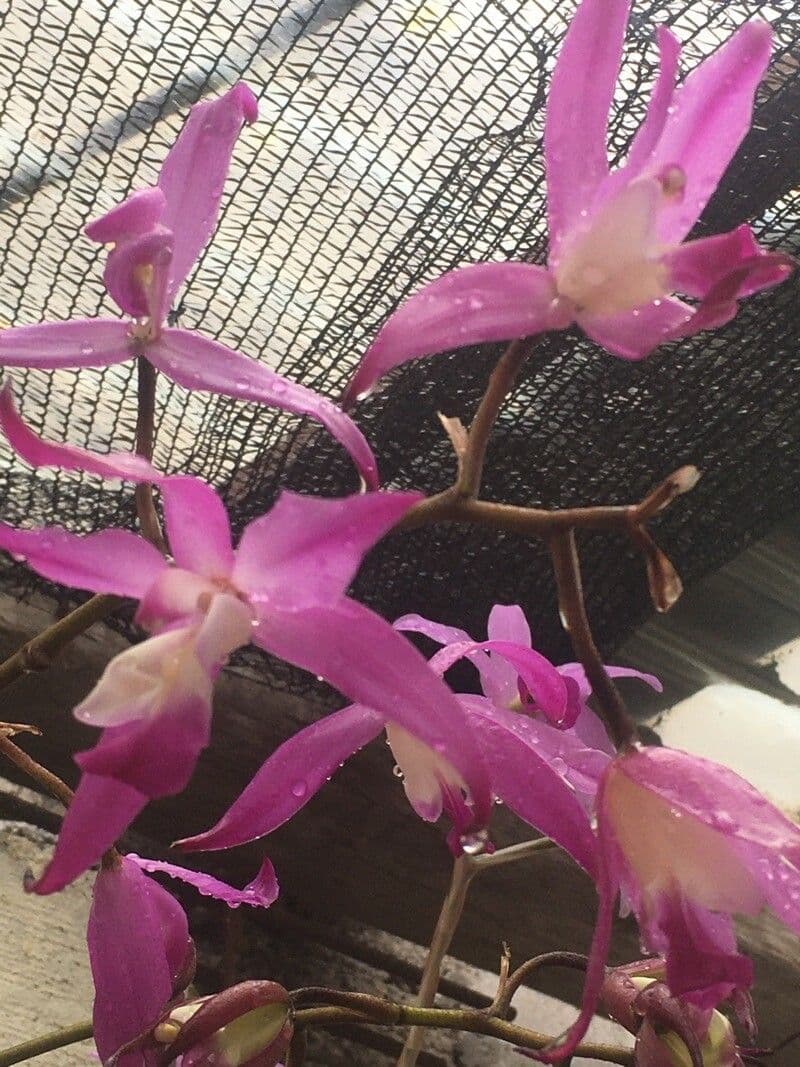 Laelia 5