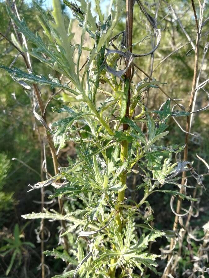 Senecio pterophorus 19