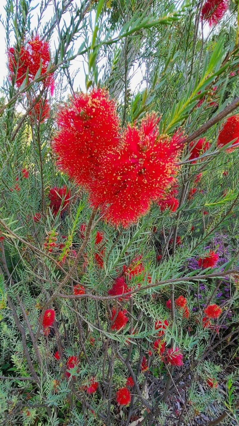 Melaleuca 2