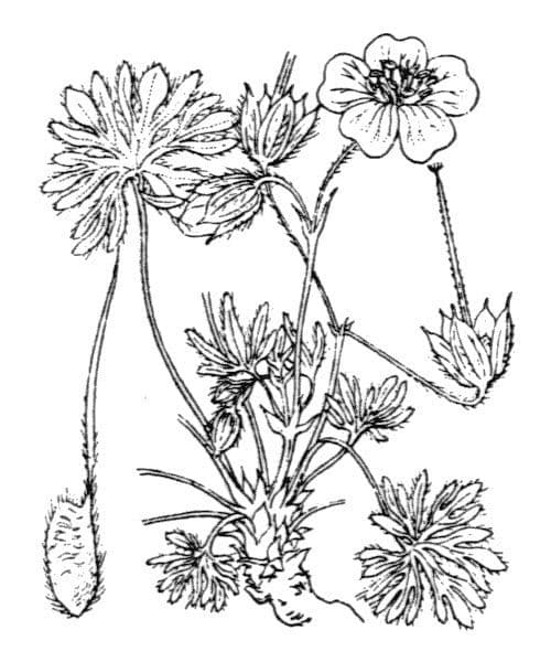 Geránium strieborné 21
