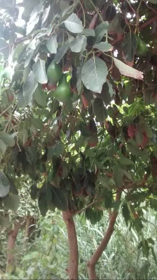Avocado 15