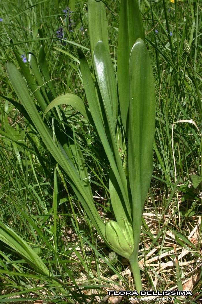 Colchico 15
