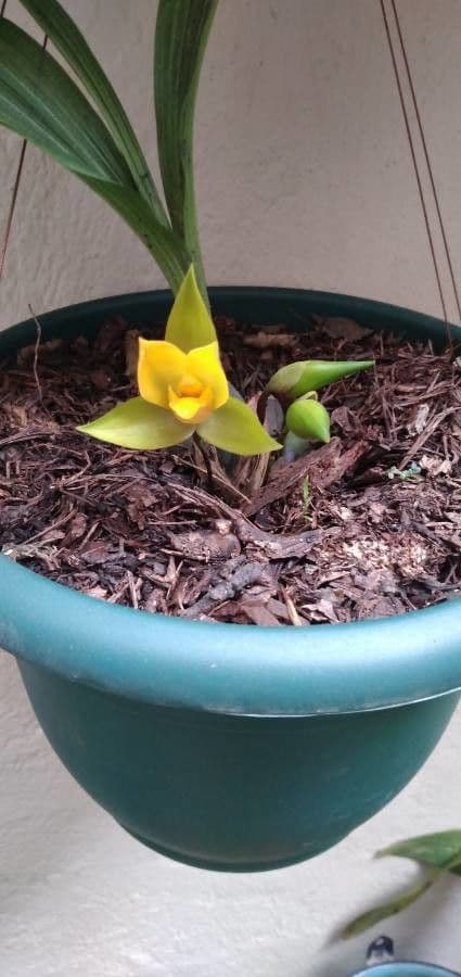 Lycaste
