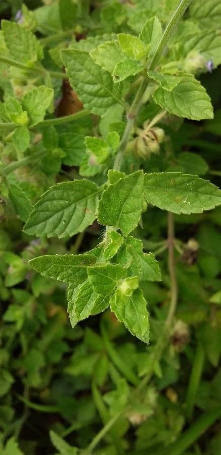 Marsypianthes 17